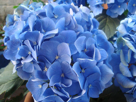 04/06/2011 - Blue Hydrangea