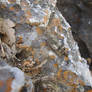 Oedipoda meridionalis