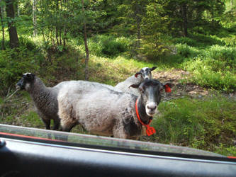 Sheep outside the car