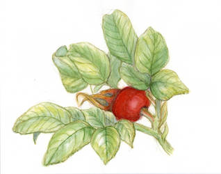 Img249 - still life rosehip