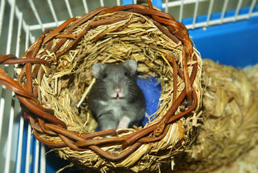 Roxy the dwarf hamster
