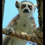 Lemur, take four