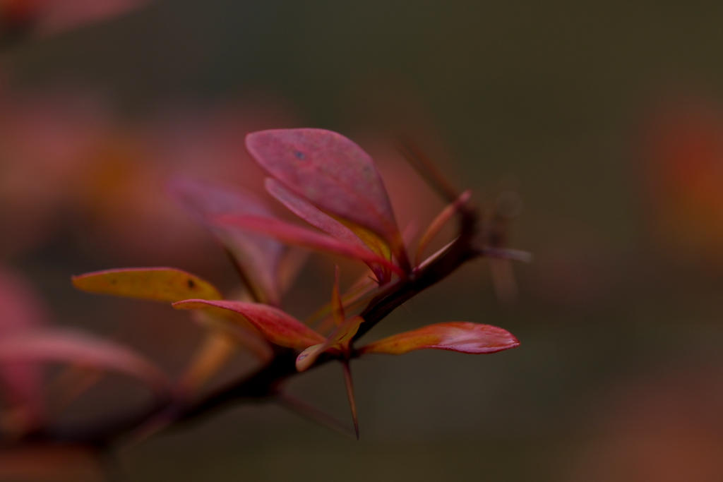 Berberis