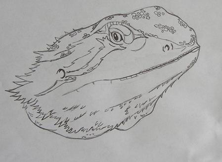 Bearded Dragon Sketch 1 By Gypsymelle On Deviantart