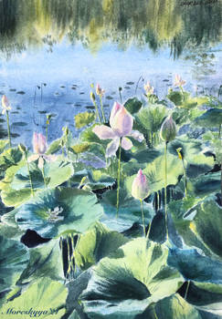 Lotuses
