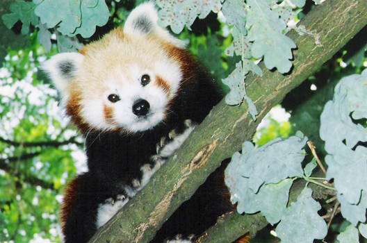 Red panda