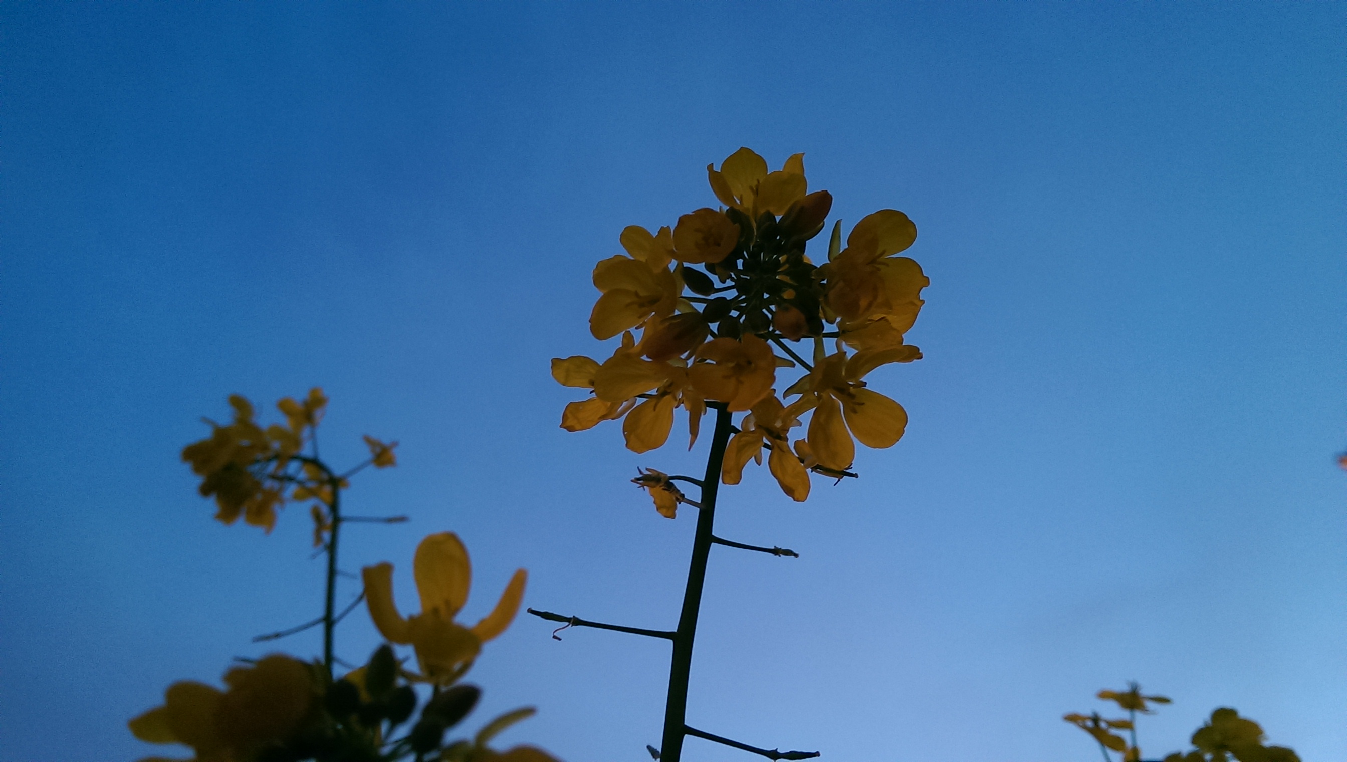Fleur du Matin 3