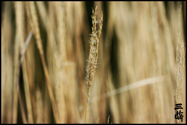 Single Straw