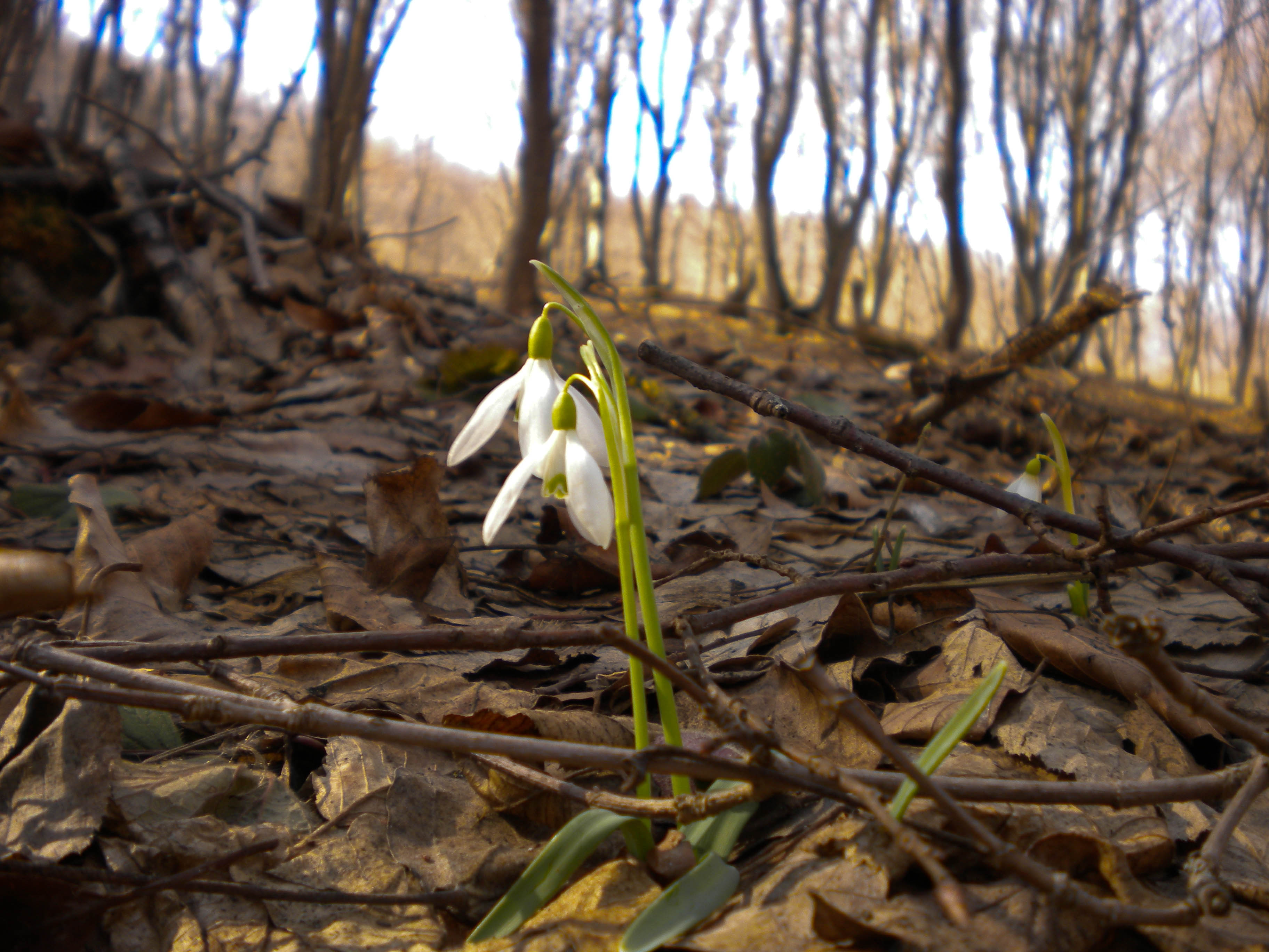 Snowdrops #1