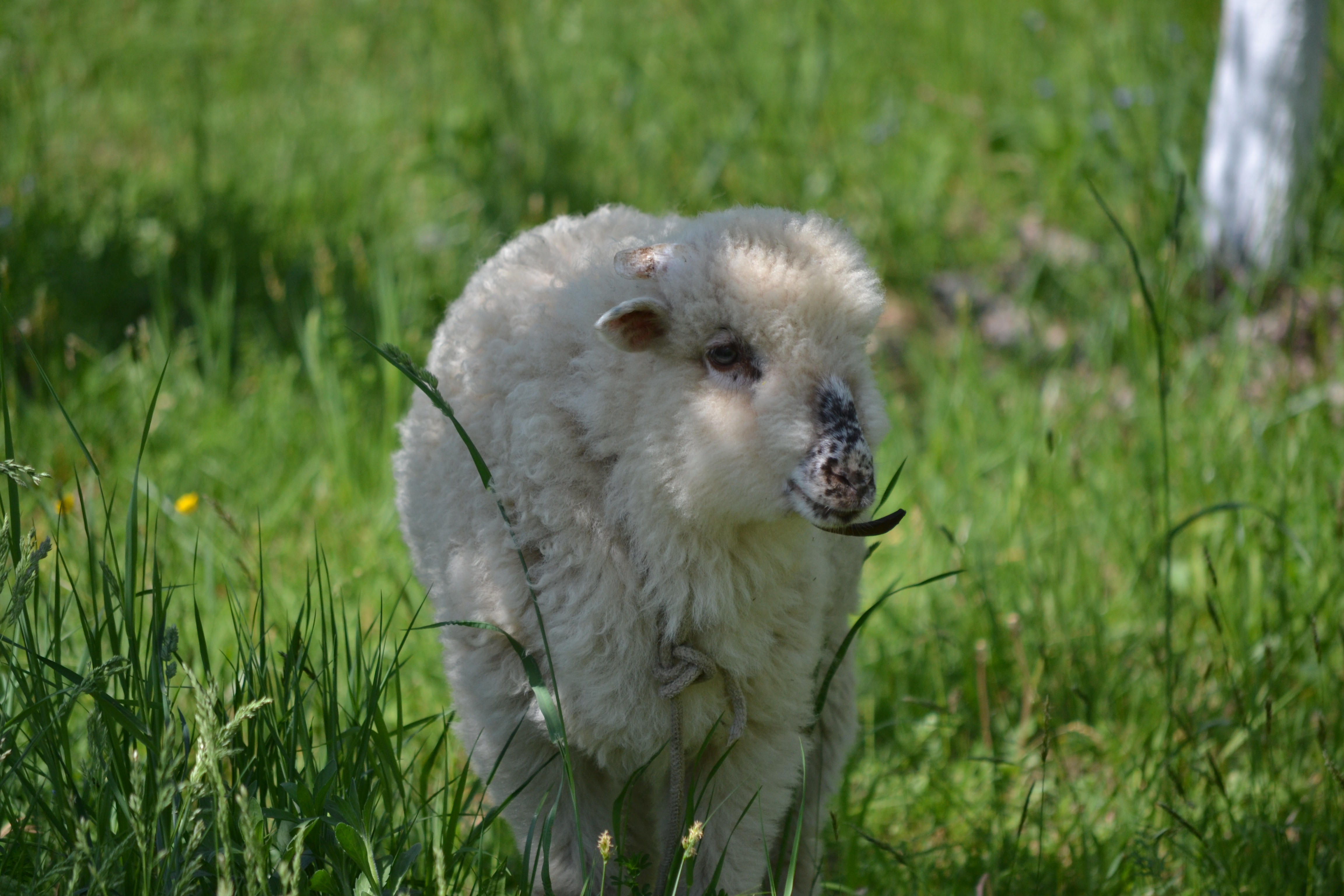 The little lamb _ 2