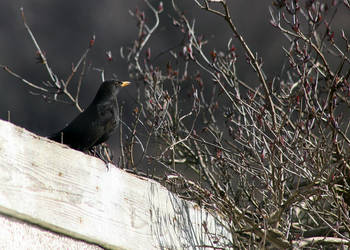 Hello, Mr Blackbird