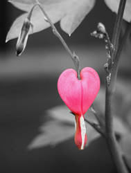 Bleeding Heart...