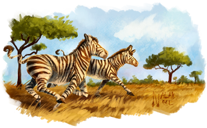 Galloping Zebras