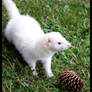 I Haz Pine Cone