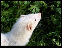 Ferrets of Spring: Boris Explores