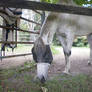 I love this horsie