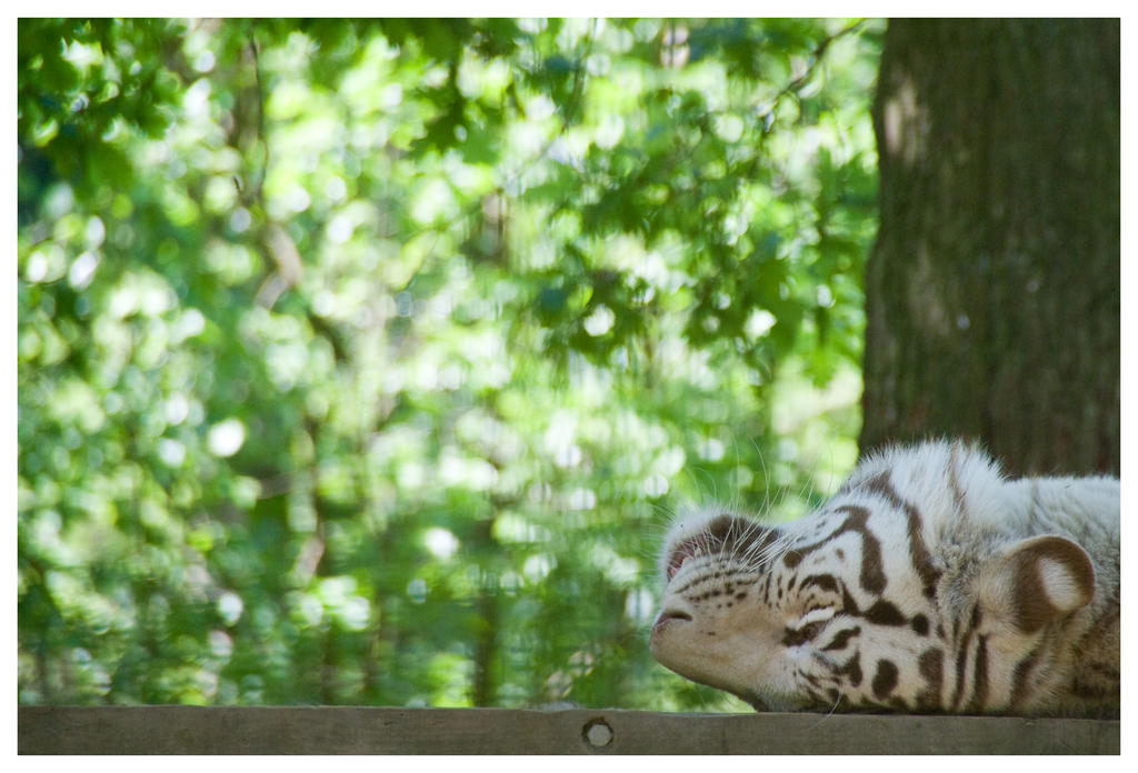 Panthera Tigris - Asleep