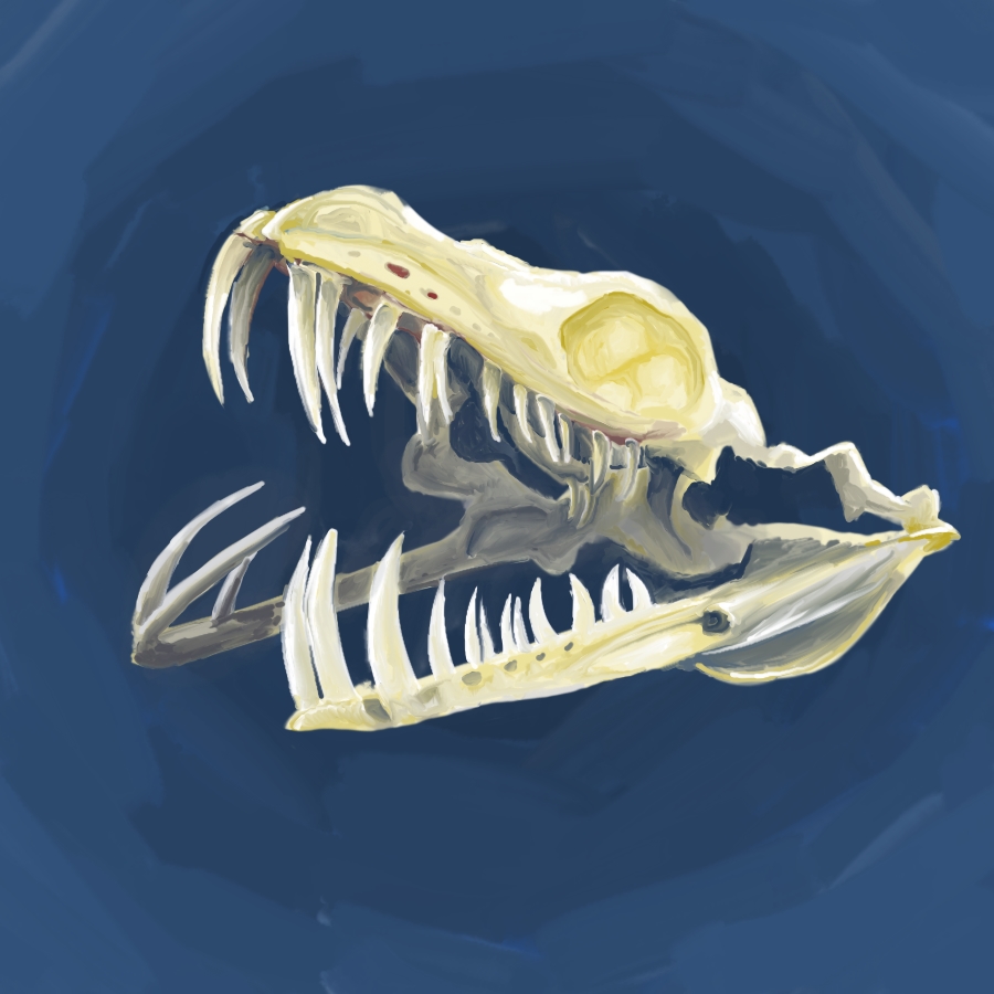 Green Tree Python Skull