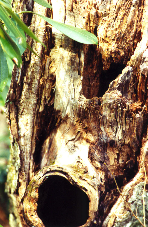 Tree Knar Knarled Tree by photowizard on DeviantArt
