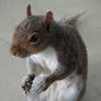 Squirrel II