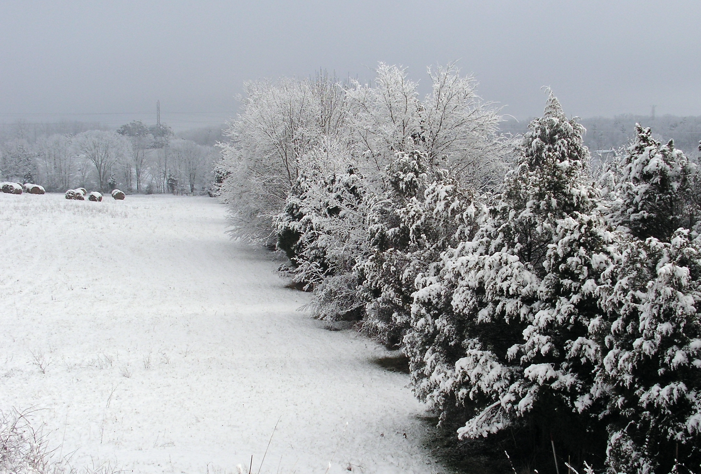 Snow Trees