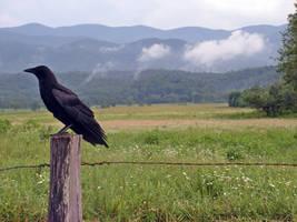 Crow