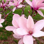 Magnolia in bloom