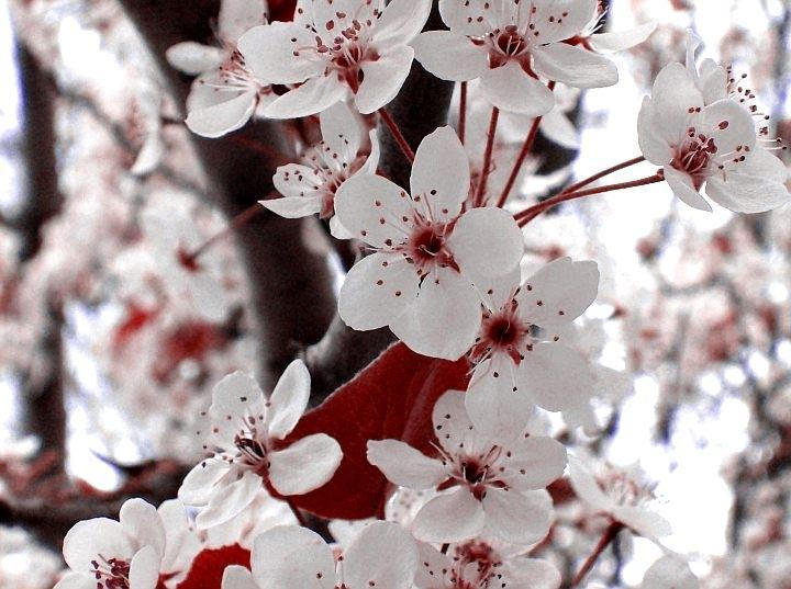 Cherry Tree