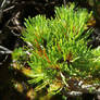 Dwarf mountain pine