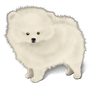 Pomeranian Companion