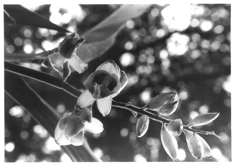 Sky Flowers