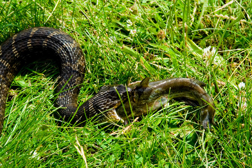 Fish Vs Snake Snake vs Fish by stormshadow19 on DeviantArt