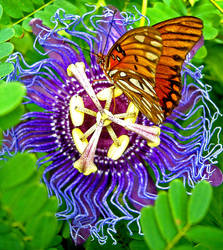 Passsion Flower 2