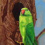 Parakeet