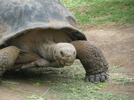 Galapagos Tortoise