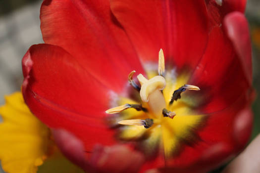 Red tulip