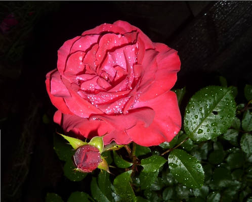 Rose, Waterdrops