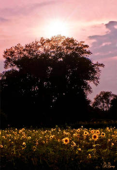 Sunflower Field