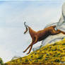 Run on the mountain