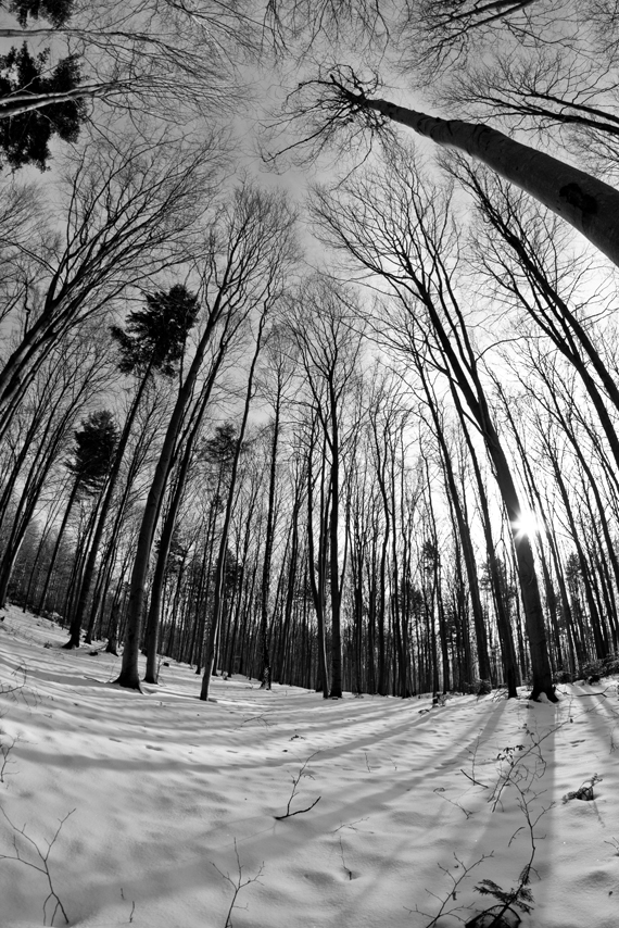 winter forest