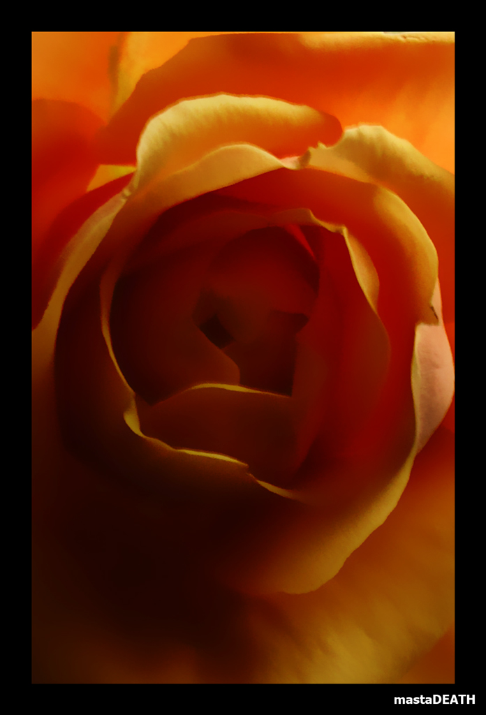 abstract rose