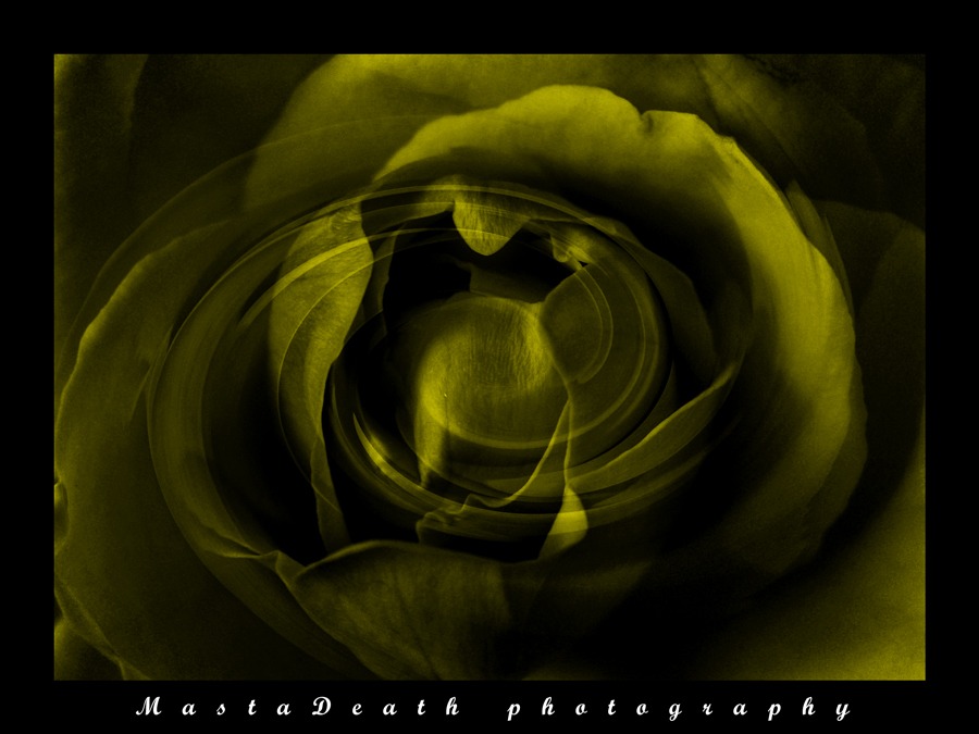 abstract rose 2