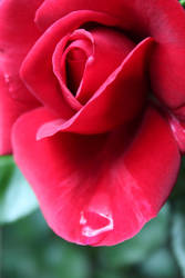 A Sweet Rose