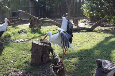 Whooping Crane