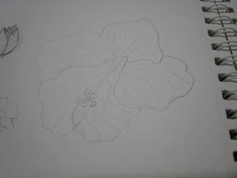 Flower Sketch 2