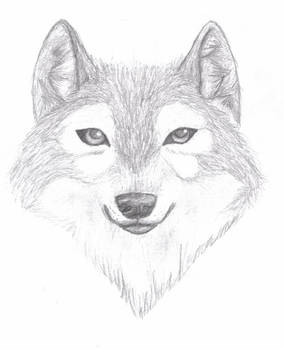 Wolf scetch