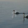 swans enjoying a morning swim