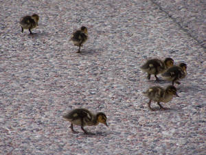 Ducklings