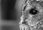 Tawny Owl by izzymc