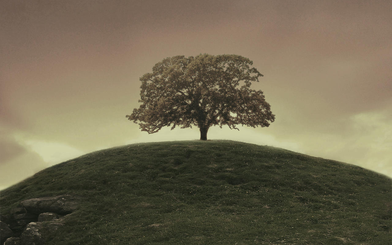 Одинокий холм. Одинокое дерево на Холме. Одиноко стоящие деревья. Дуб на Холме. Одинокое дерево на горе.